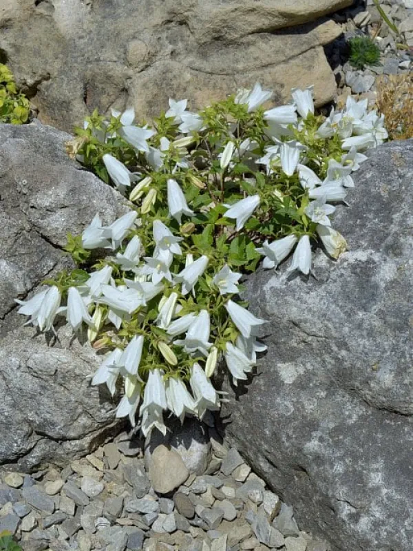 Birch-leaved bellflower
