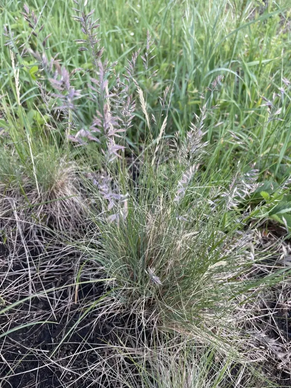 Volesian fescue