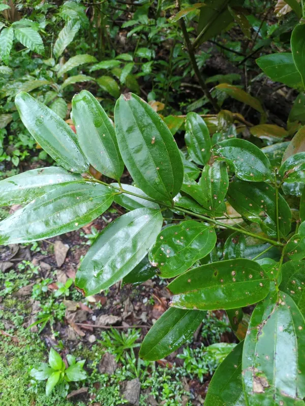 Cinnamomum iners