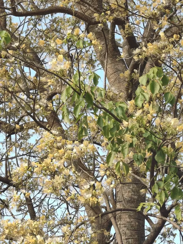 Crateva religiosa
