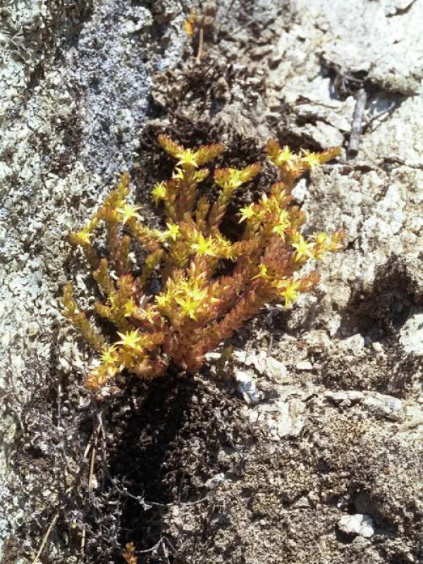 Sedum grisebachii