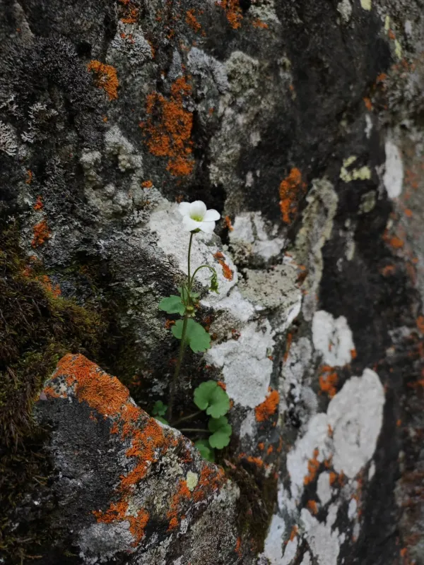 Siberian saxifrage