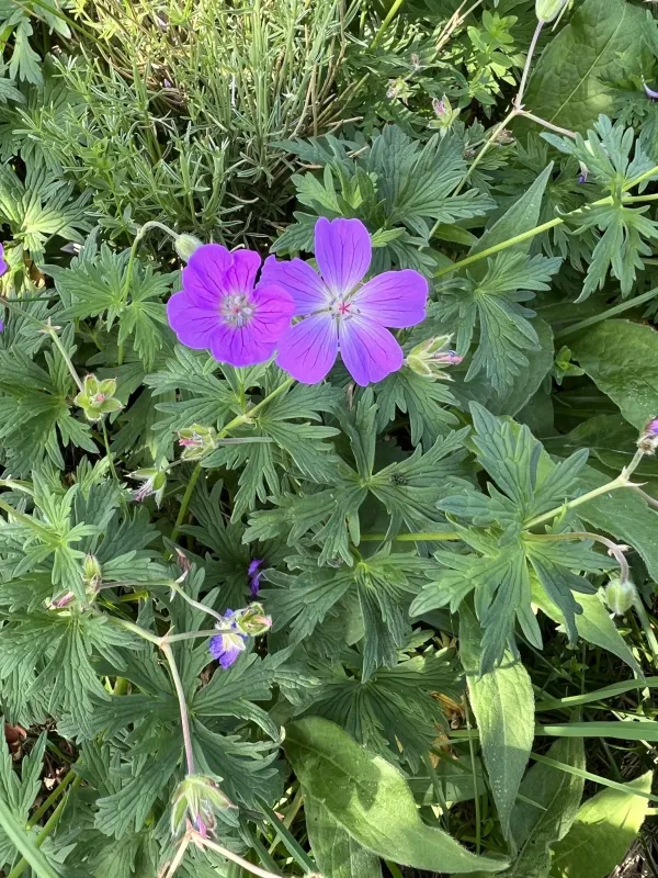 Geranium caeruleatum