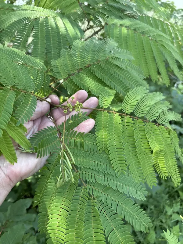 Persian silk tree