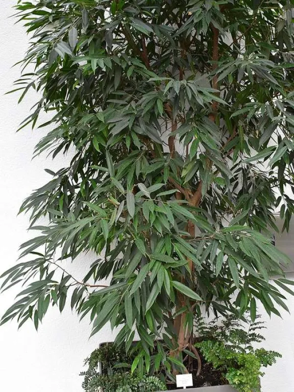 Binnendijk's Fig