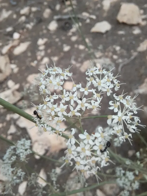 Deverra scoparia