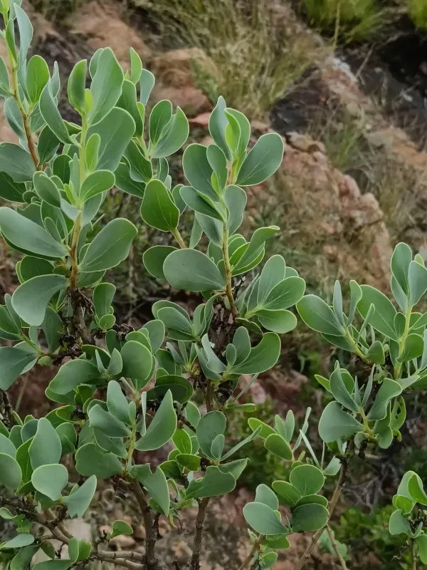 Lopholaena coriifolia