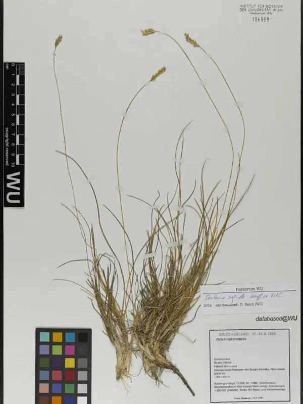 Sesleria rigida
