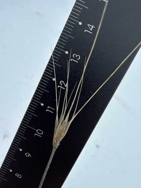 Wild rye