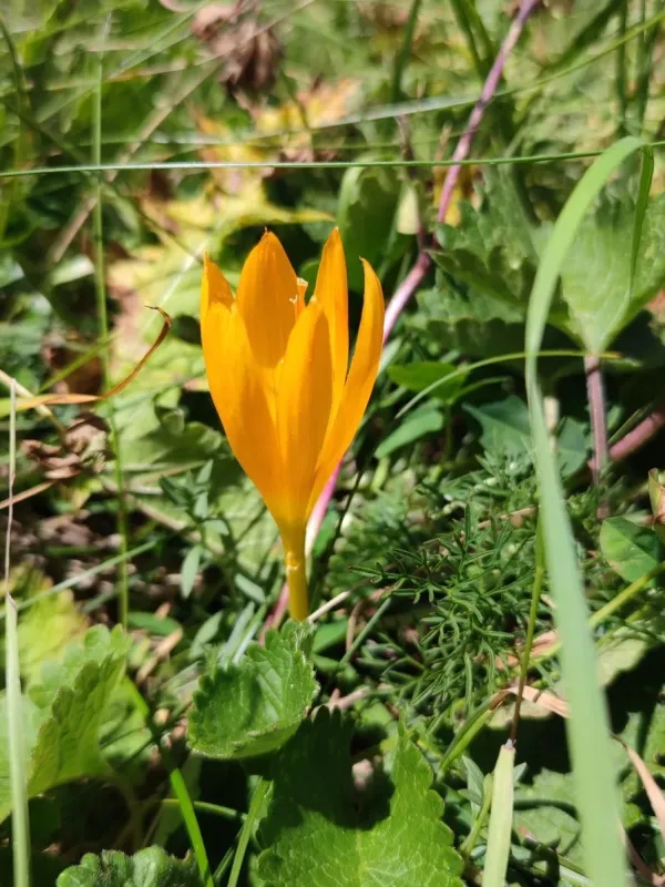 Crocus scharojanii