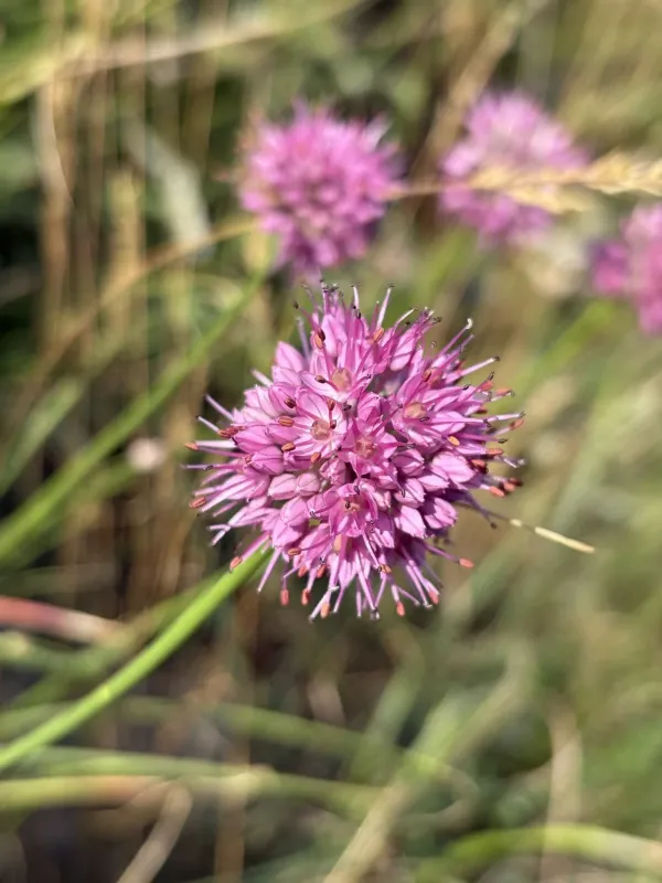 Rock onion