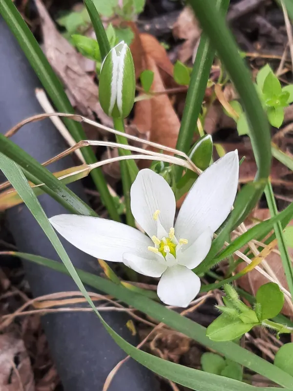 Star of Bethlehem