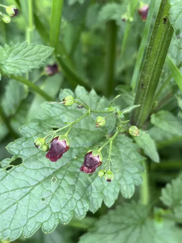 Scopol's figwort