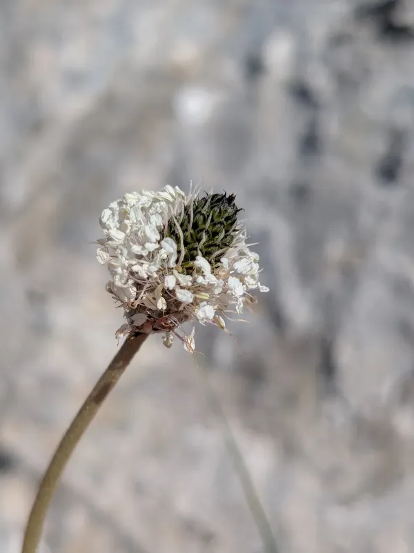 Silver plantain