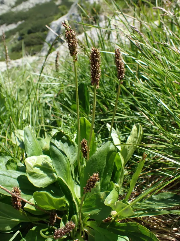 Plantago gentianoides