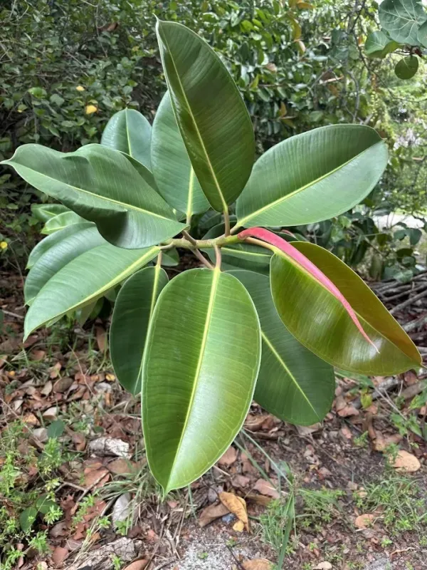 Rubber fig