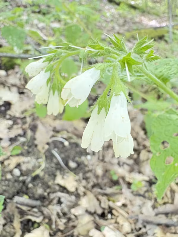 Crimean comfrey