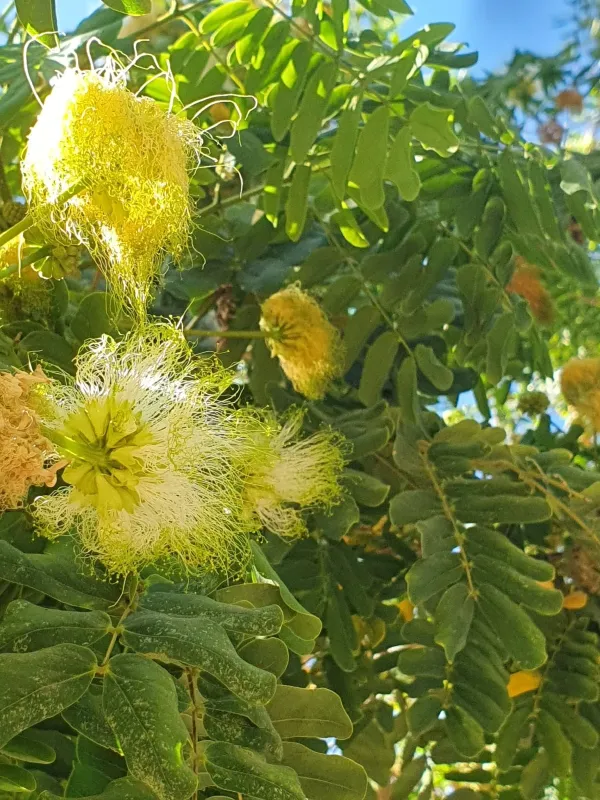 Albizia lebbeck