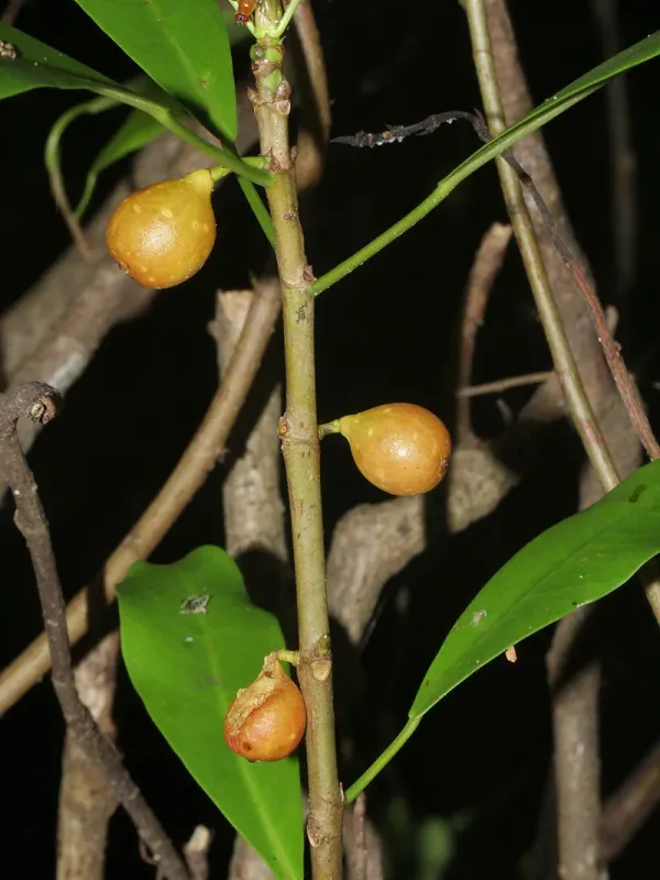 Ficus lingua