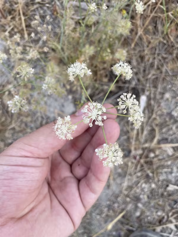Astrodaucus orientalis