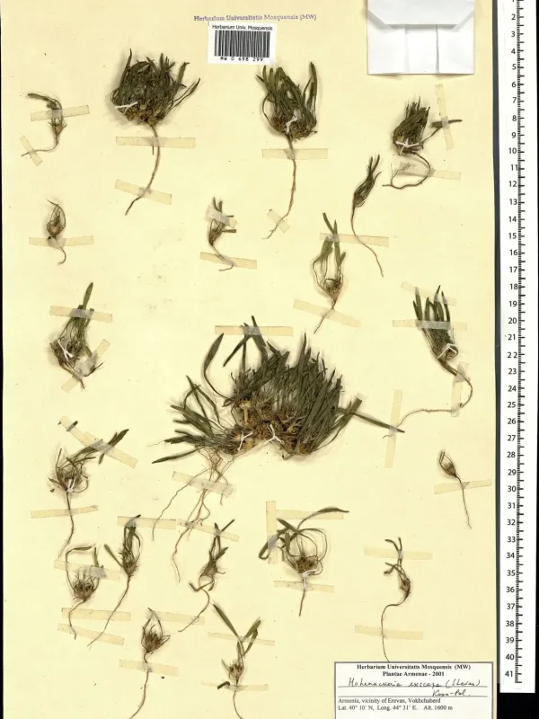 Hohenackeria exscapa