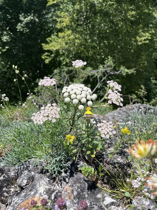 Hippomarathrum