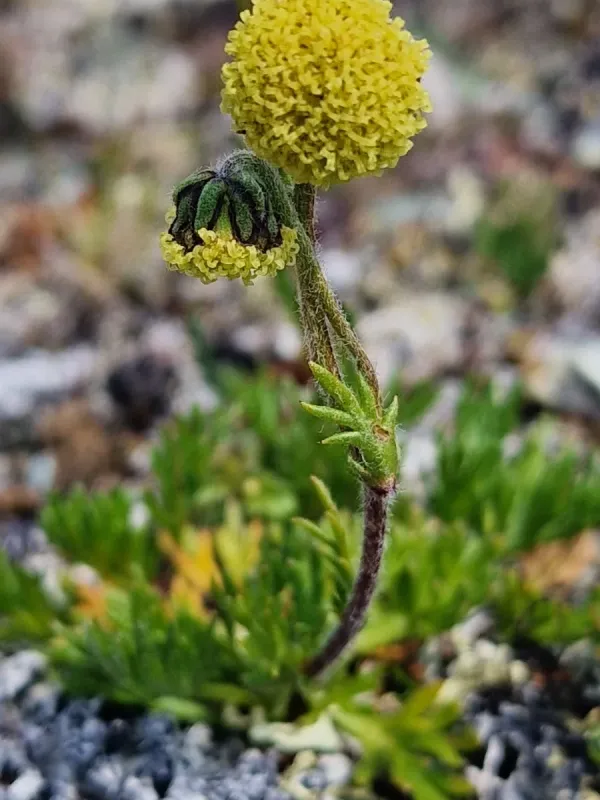Norwegian wormwood