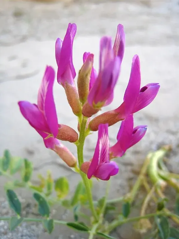 Astragalus graecus