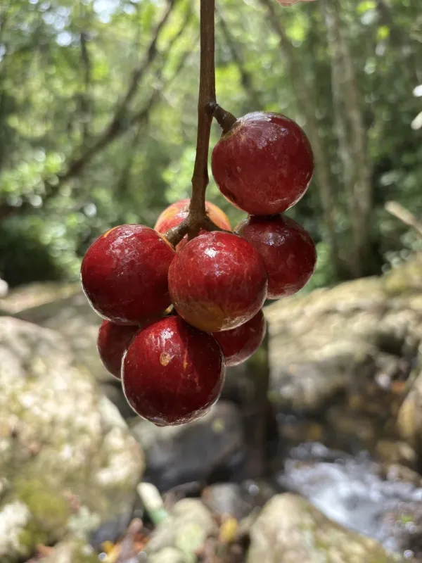 Cabralea canjerana