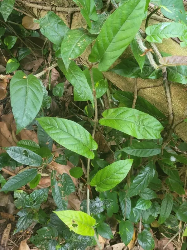 Sagittate-leaved Fig