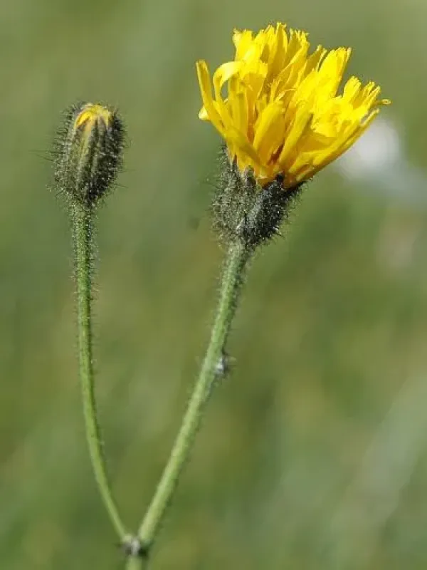 Calycocorsus stipitatus