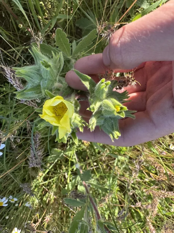 Potentilla astracanica