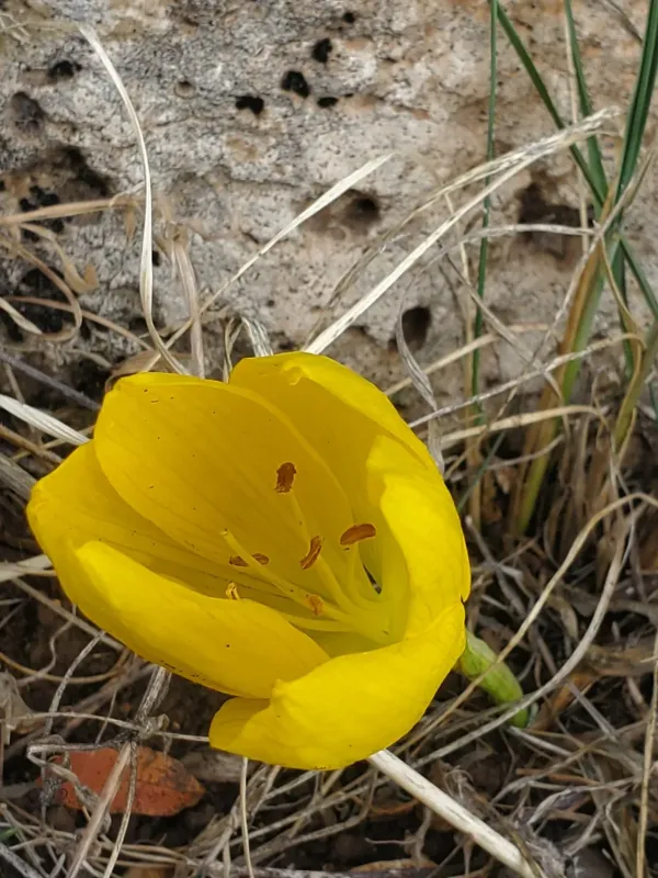 Sternbergia clusiana