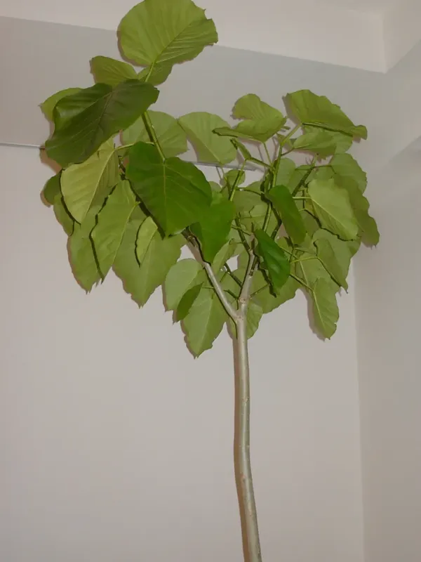 Umbrella fig