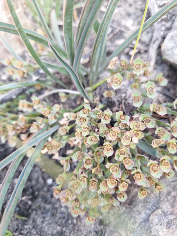 Euphorbia silenifolia