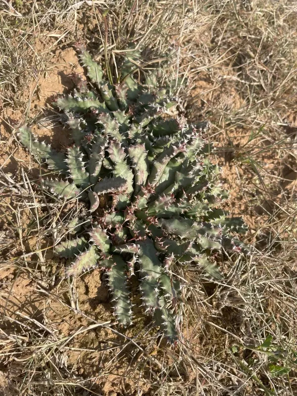 Starry Spurge