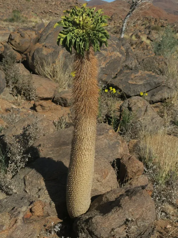 Pachypodium namaquanum