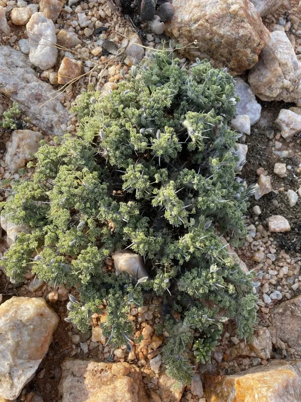 Monsonia herrei