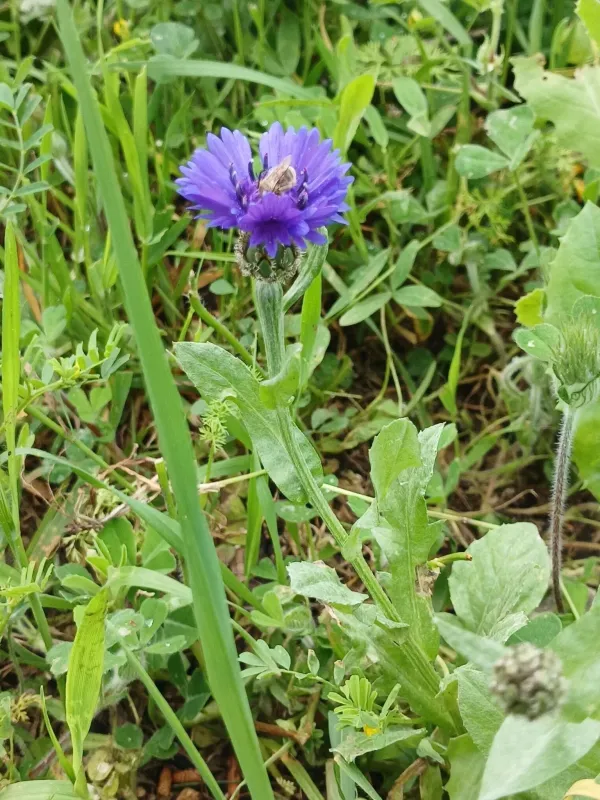 Cyanus cyanoides