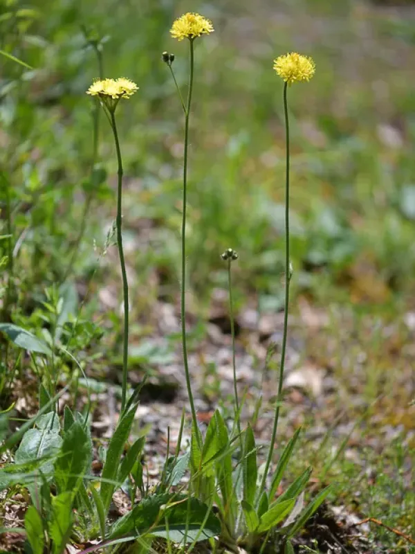 Zizian hawkweed
