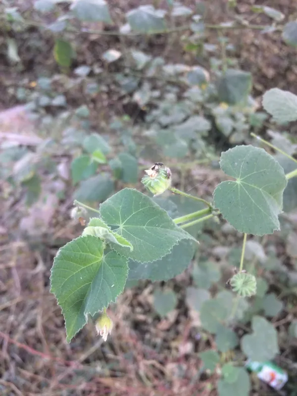 Abutilon bidentatum