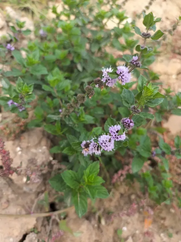 Smith's mint