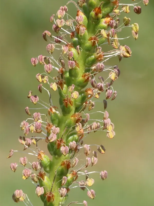 Cornut's Plantain