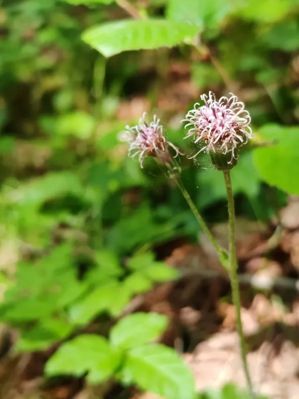 Alpine coltsfoot