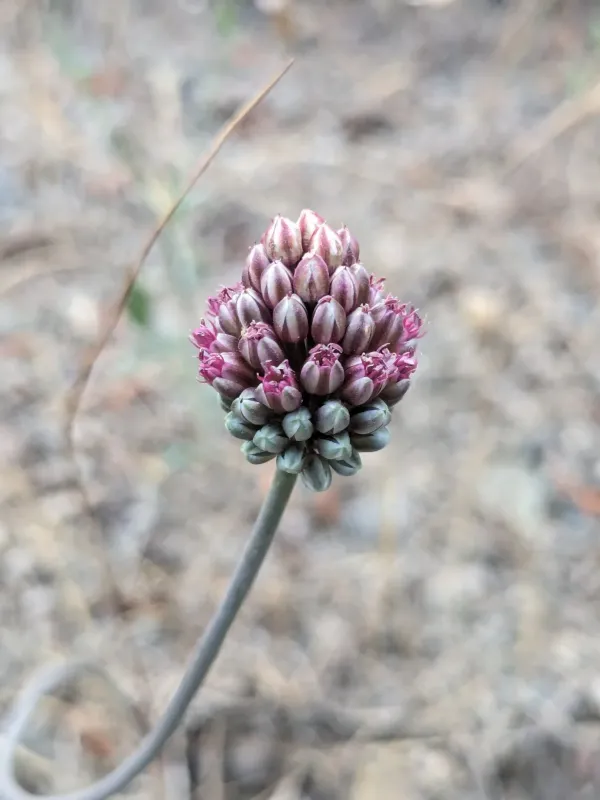 Allium curtum