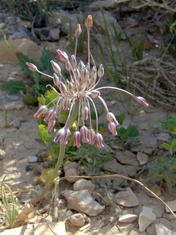 Desert onion