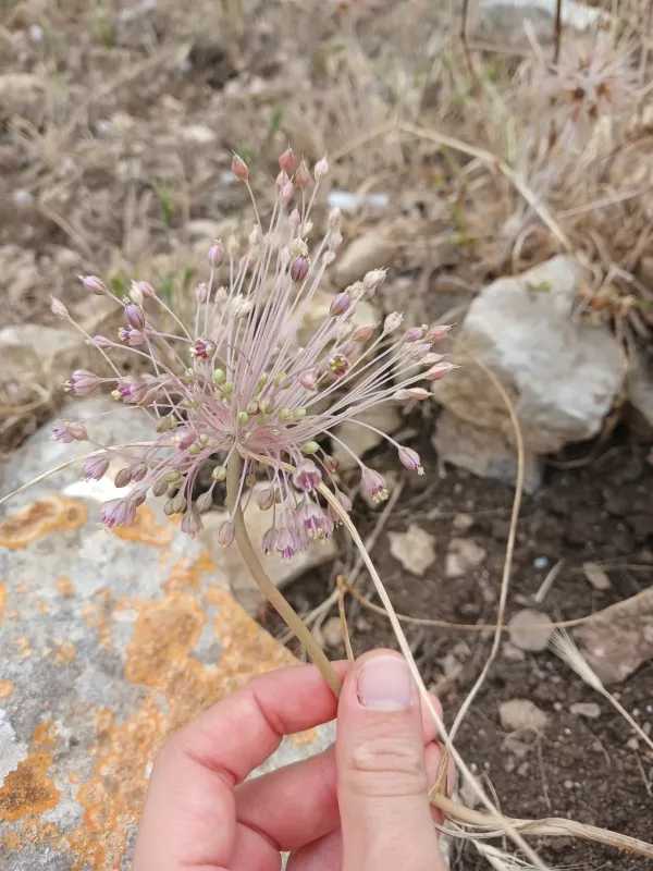 Danin onion