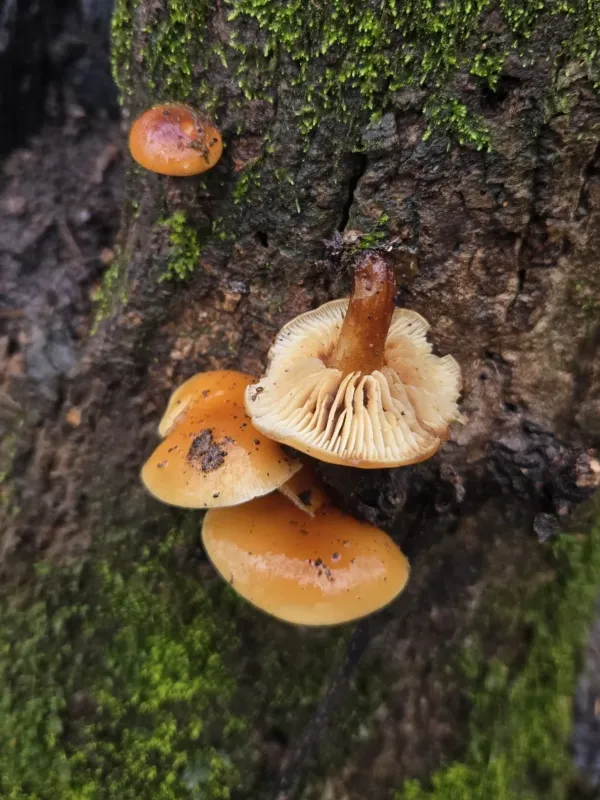 Enoki mushroom