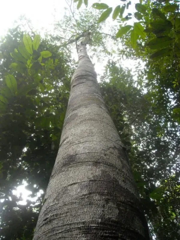 Shorea albida