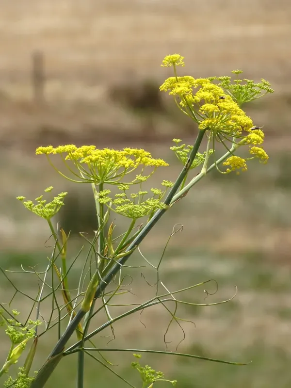 Fennel
